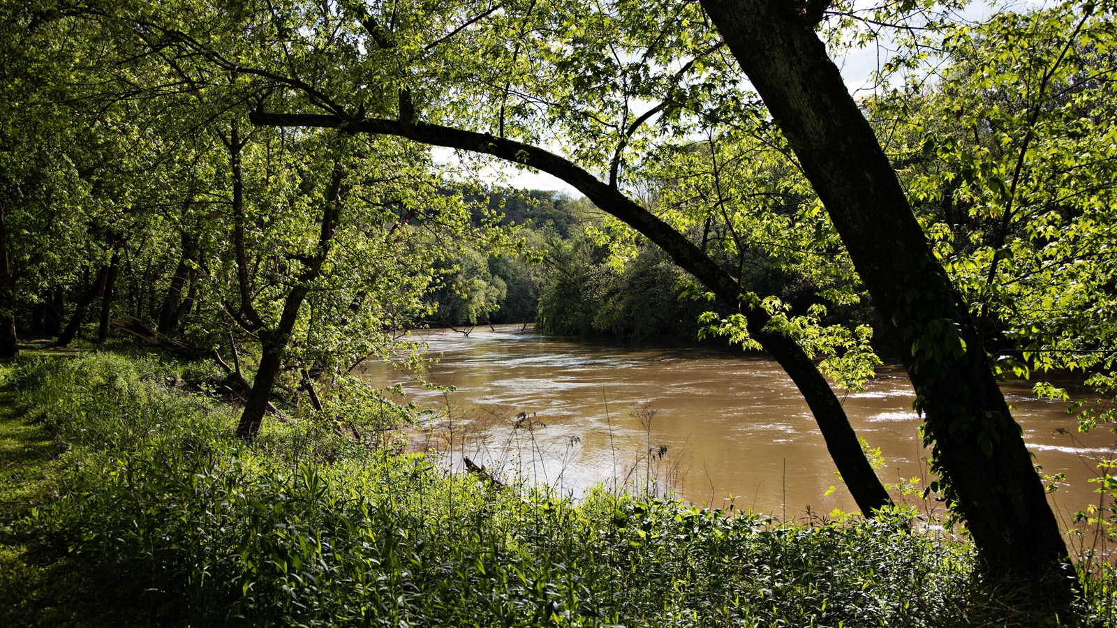 A muddy river flows through a valley with trees covering the river banks.