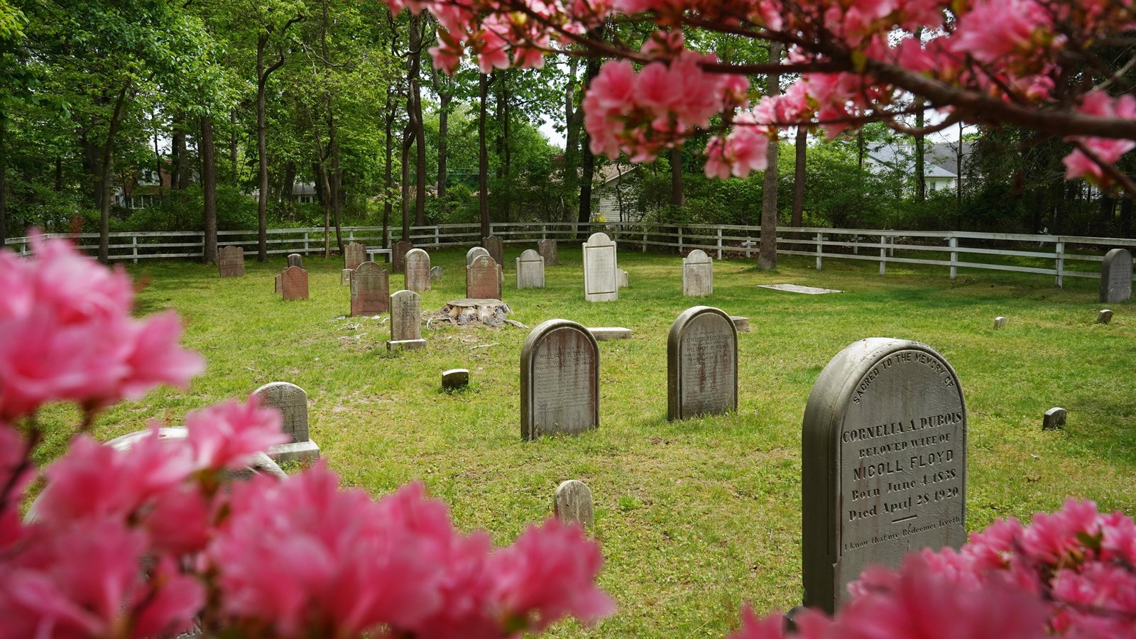 Tombstones are lined up in a field and framed through a bush with pink flowers
