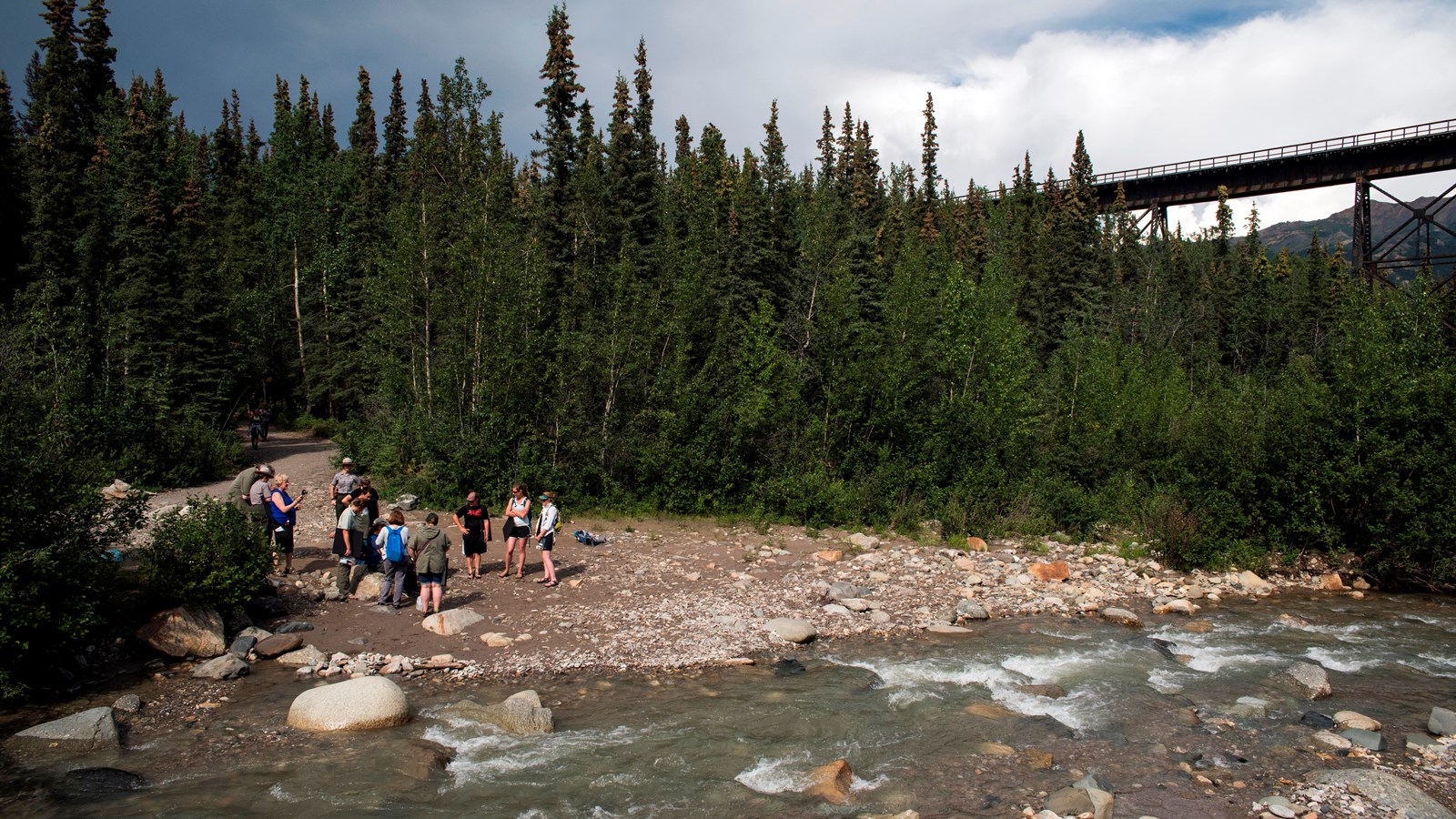 a shallow creek flowing through a forest