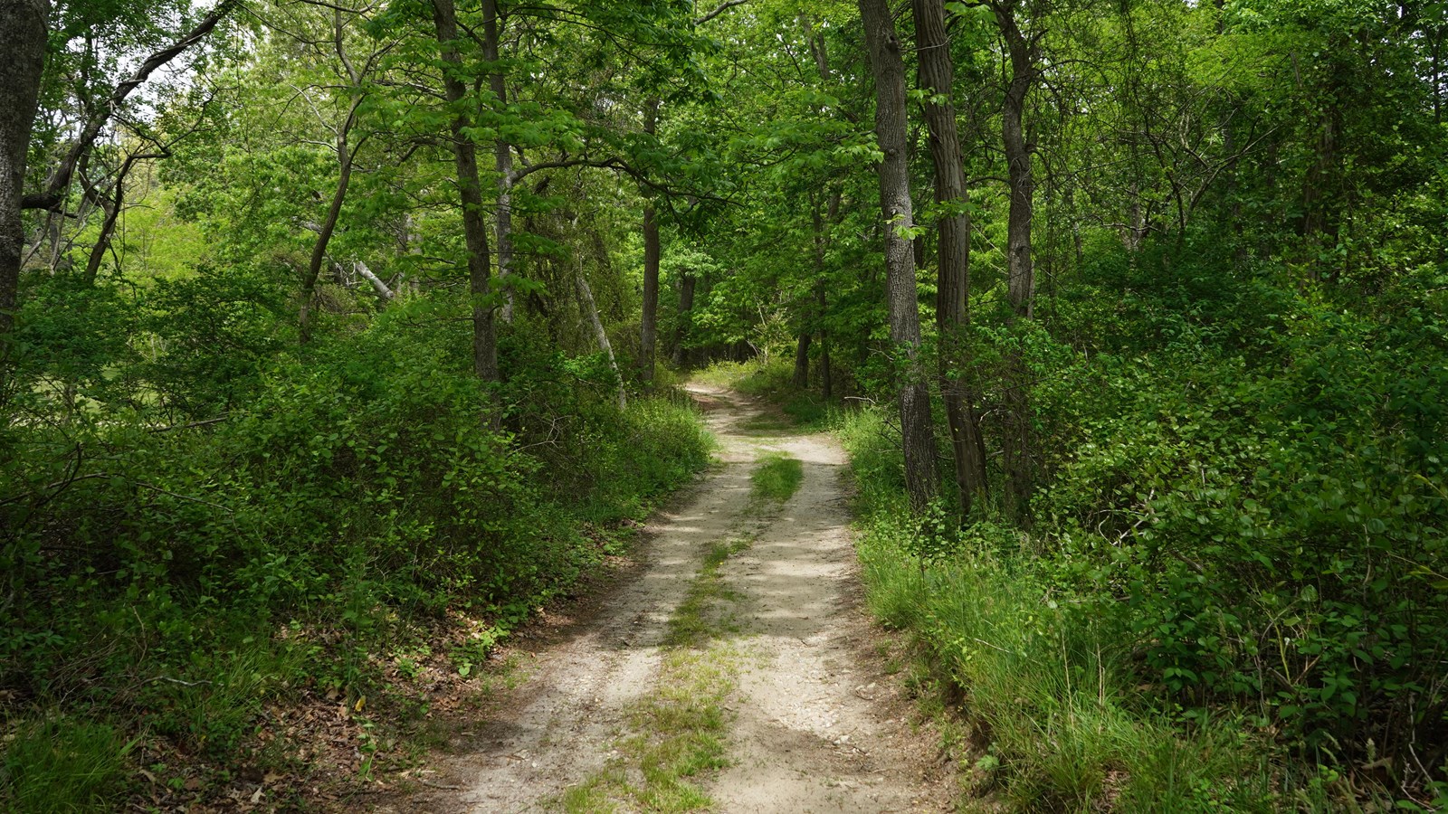 A dirt road weaves through a scrubby forest.