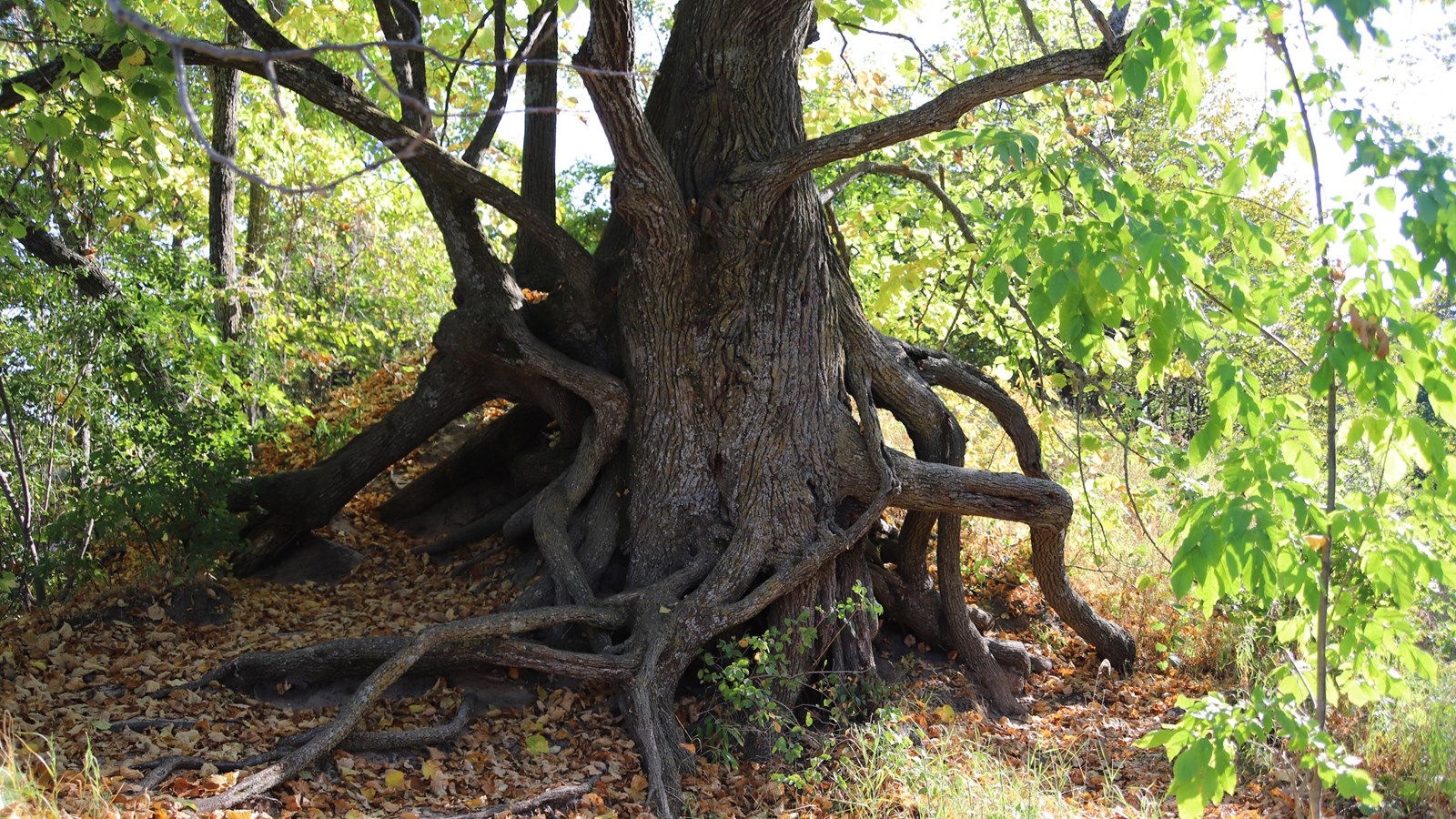 Wide, rough trunk made of knotted roots. Leaves shine bright green above from the sun.