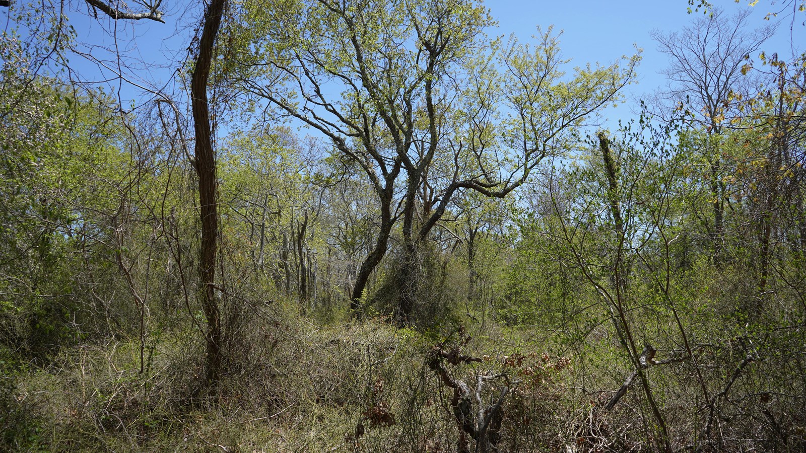 Trees and brush