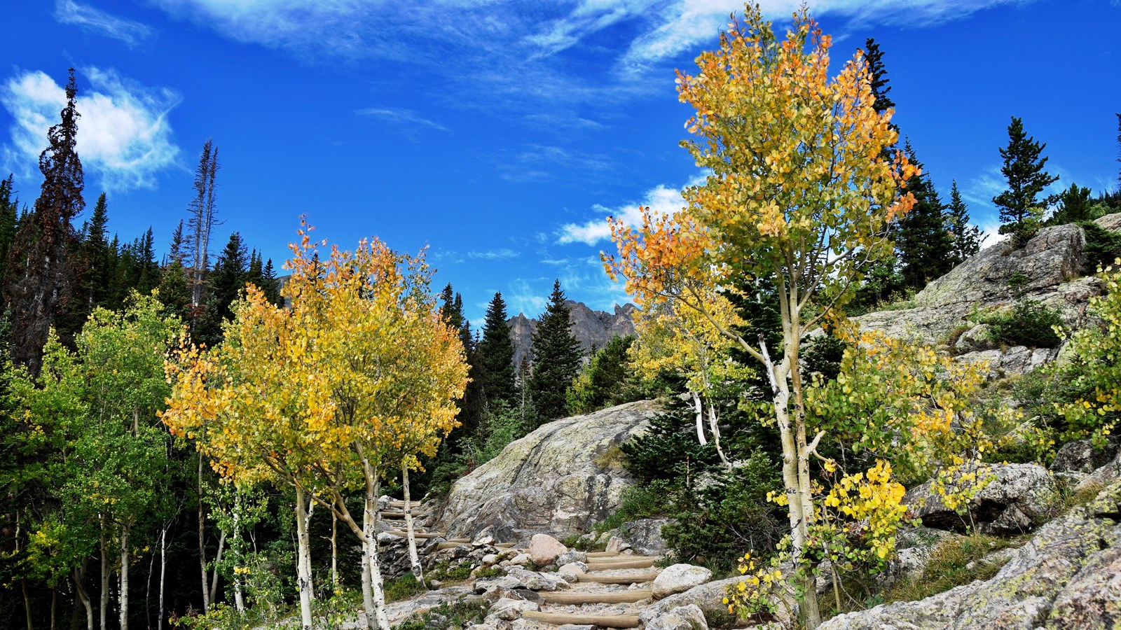 The leaves on aspen trees have turned from green to gold