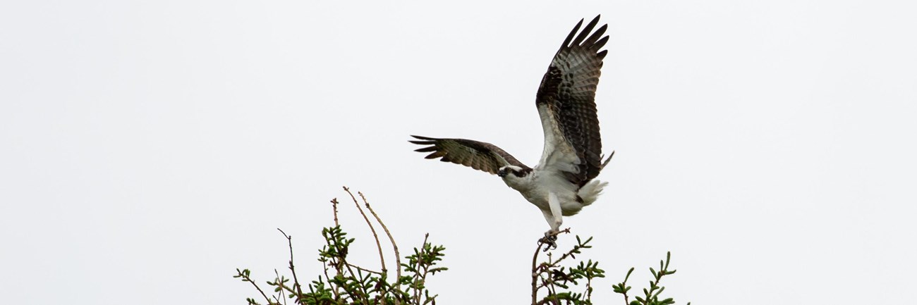 large black and white bird landing on a tree