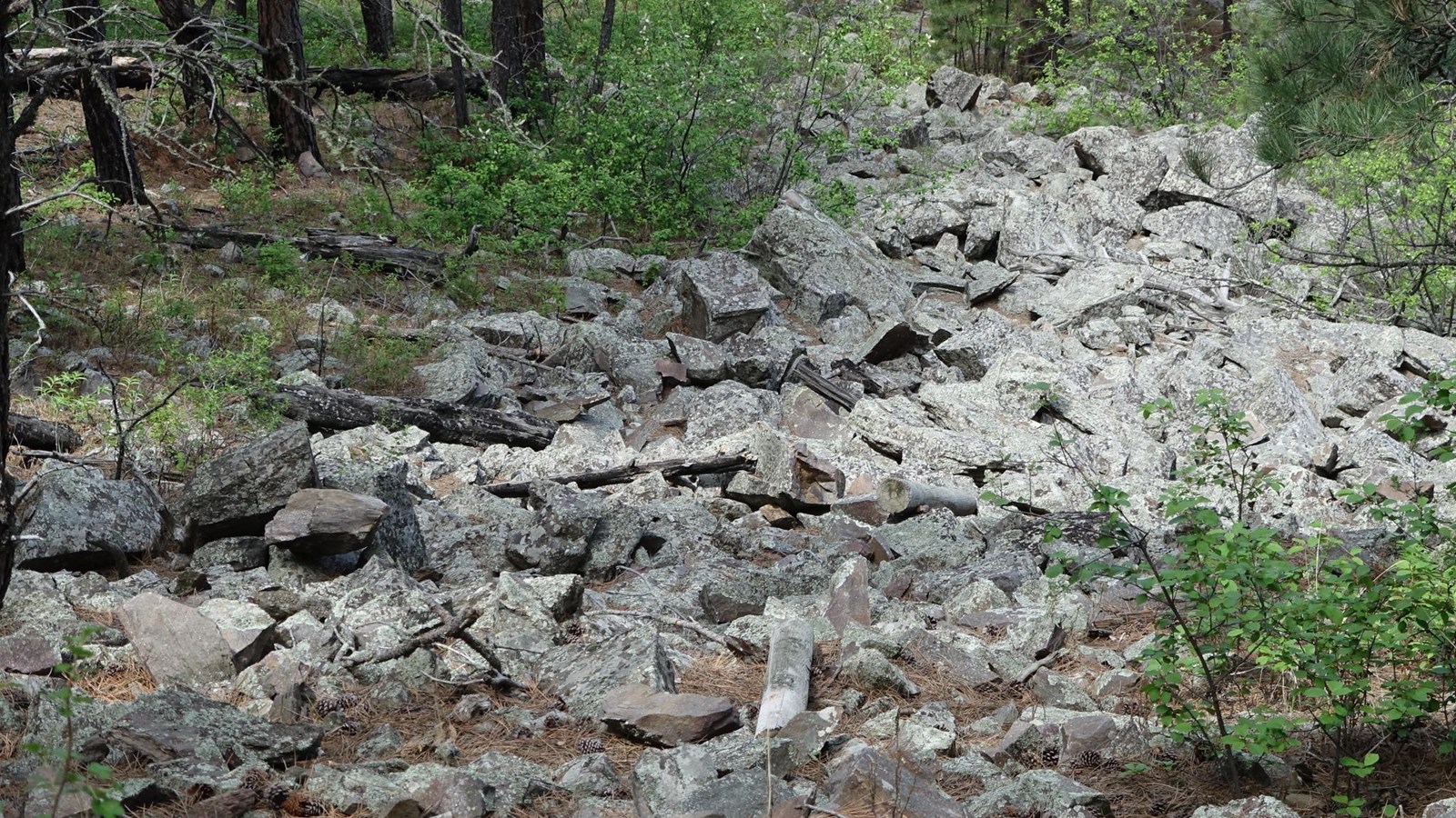 Post #9 Life In The Rocks