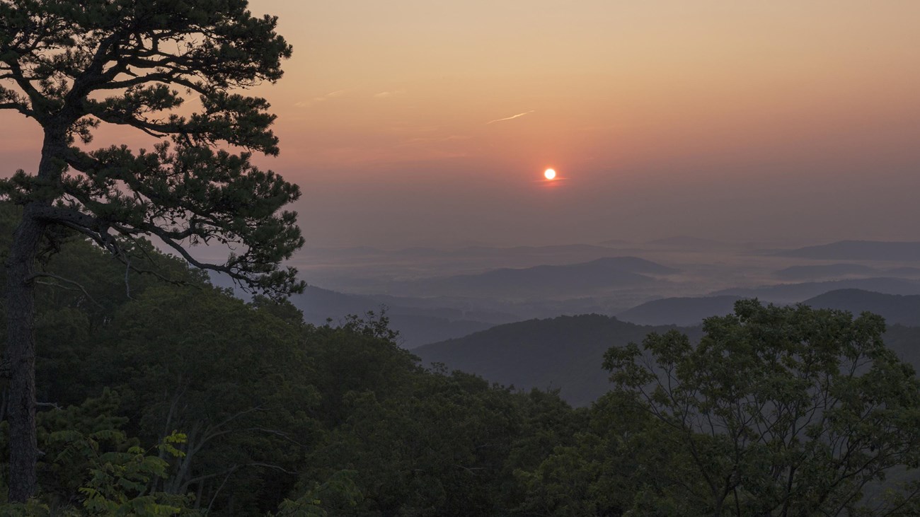 An orange sunrise behind the silhouette of a tree at an overlook.