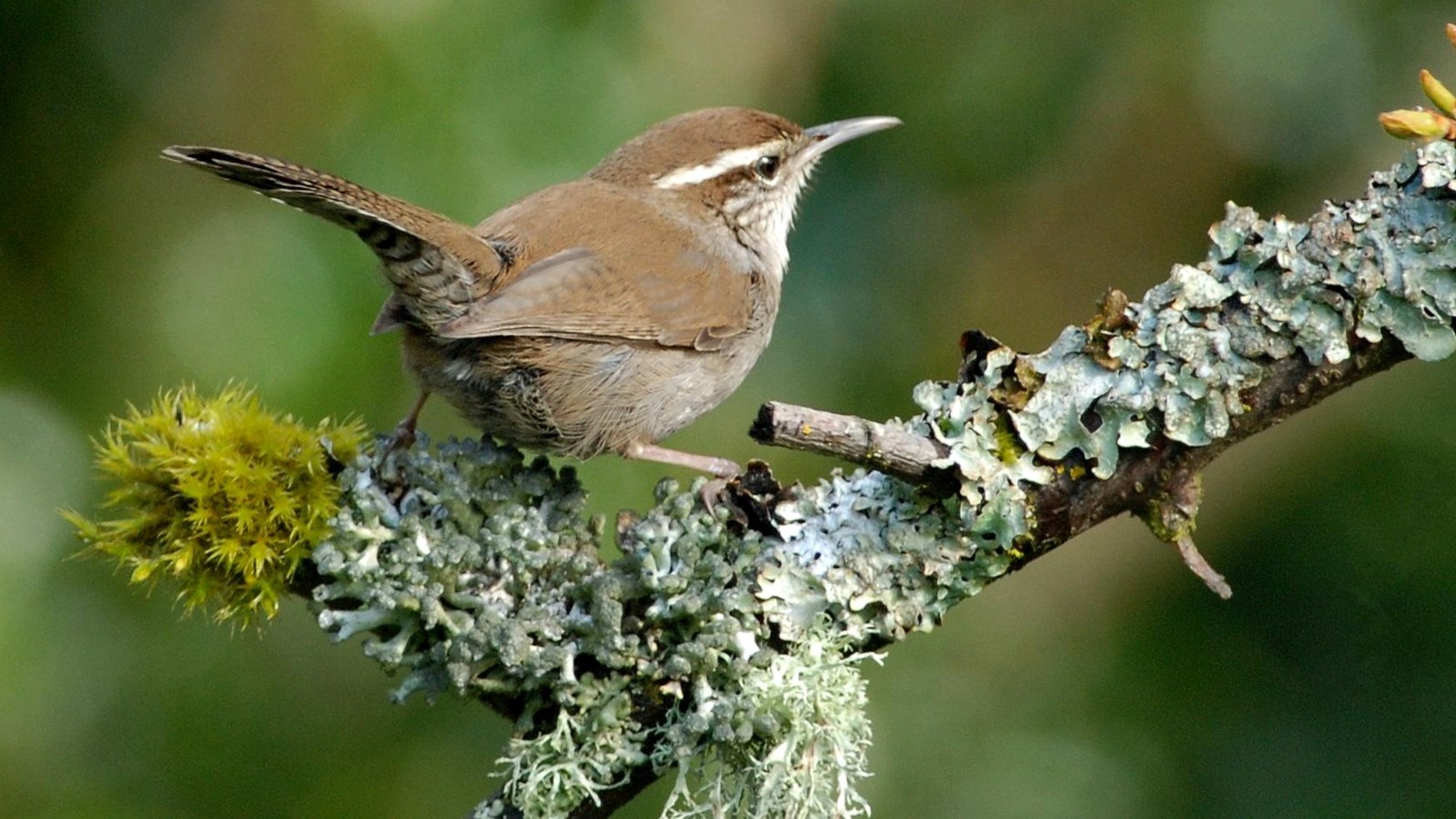 small brown bird on branch 