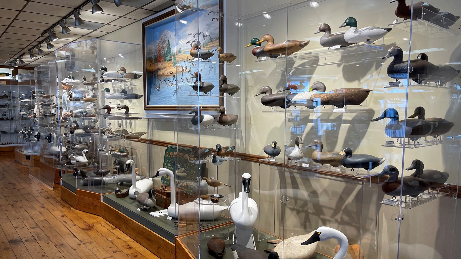 A museum display of carved wooden duck decoys in glass cases with a painting in the background.