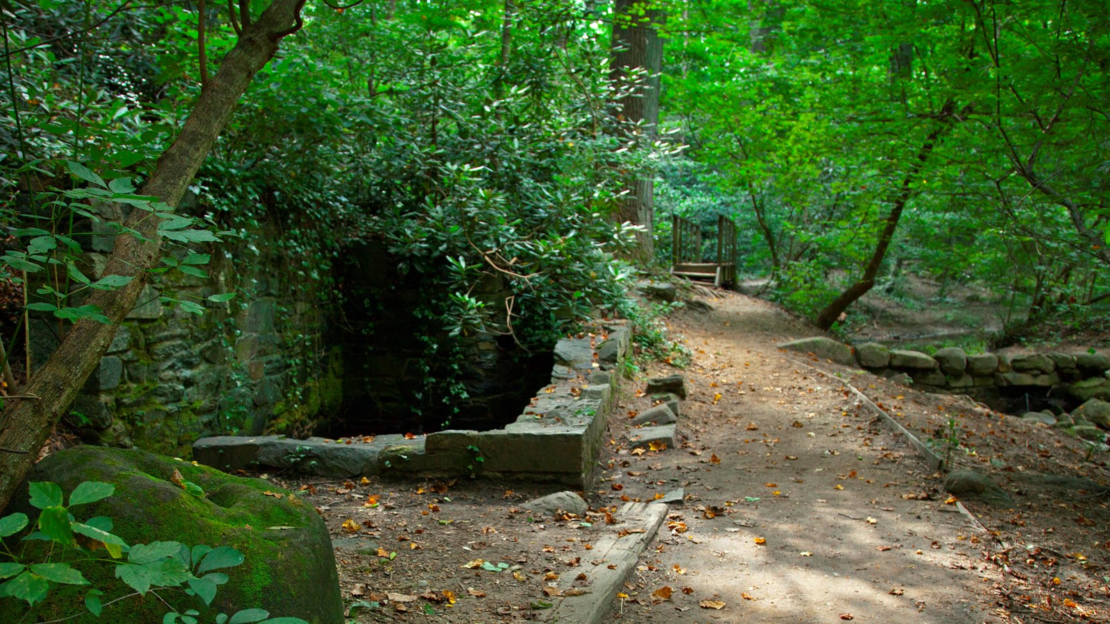A stone lined dirt path disappears into lush green undergrowth