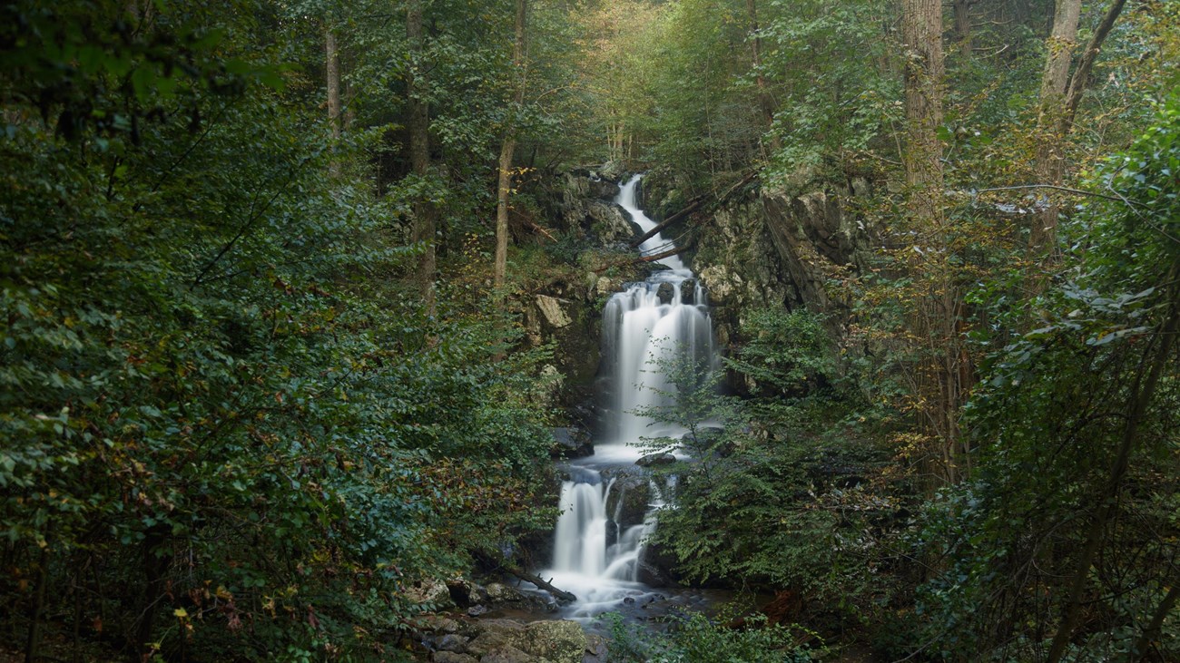 A waterfall is surrounded by a dense, green forest.