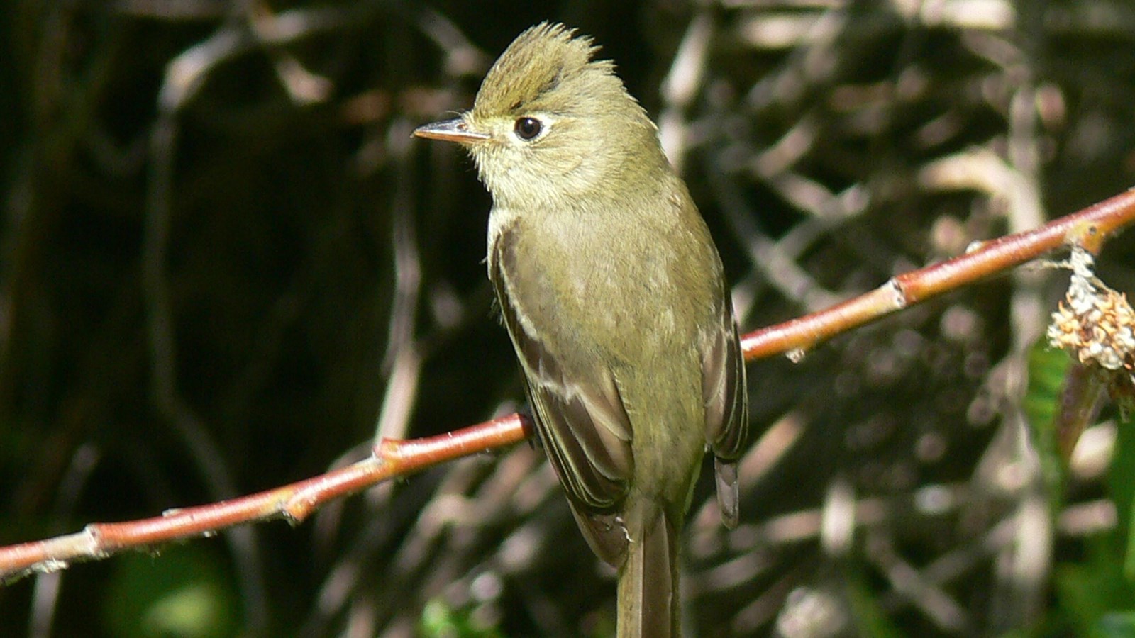 Pale yellow bird with black eye perched on branch.