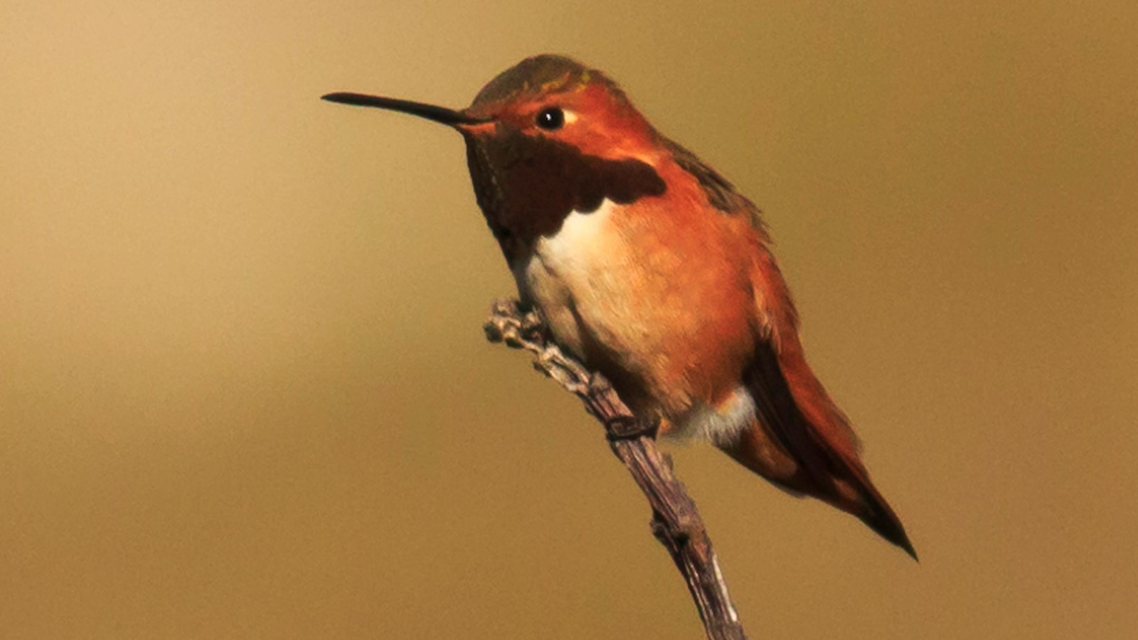 small bird with long bill on branch