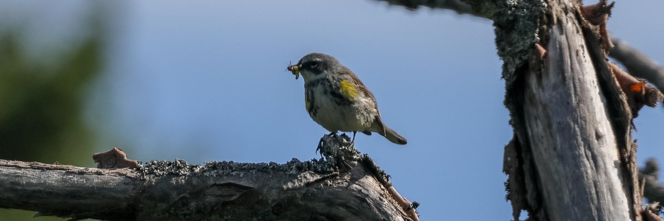 a black, white, and yellow bird with a caterpillar in its beak