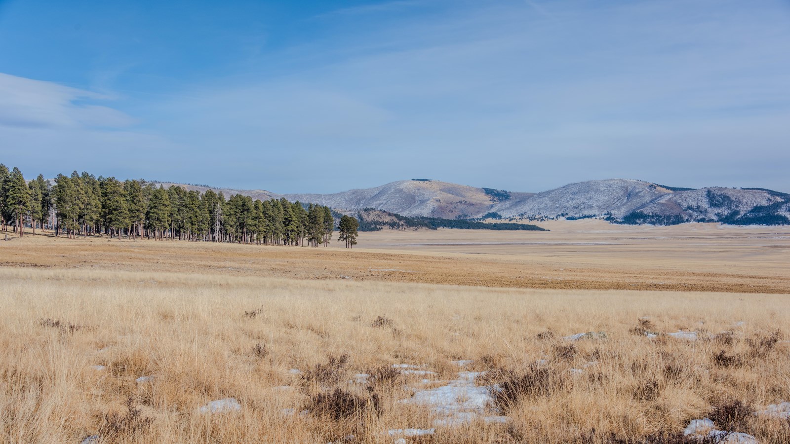 A montane grassland with patches of snow and distant evergreen forest along the edge