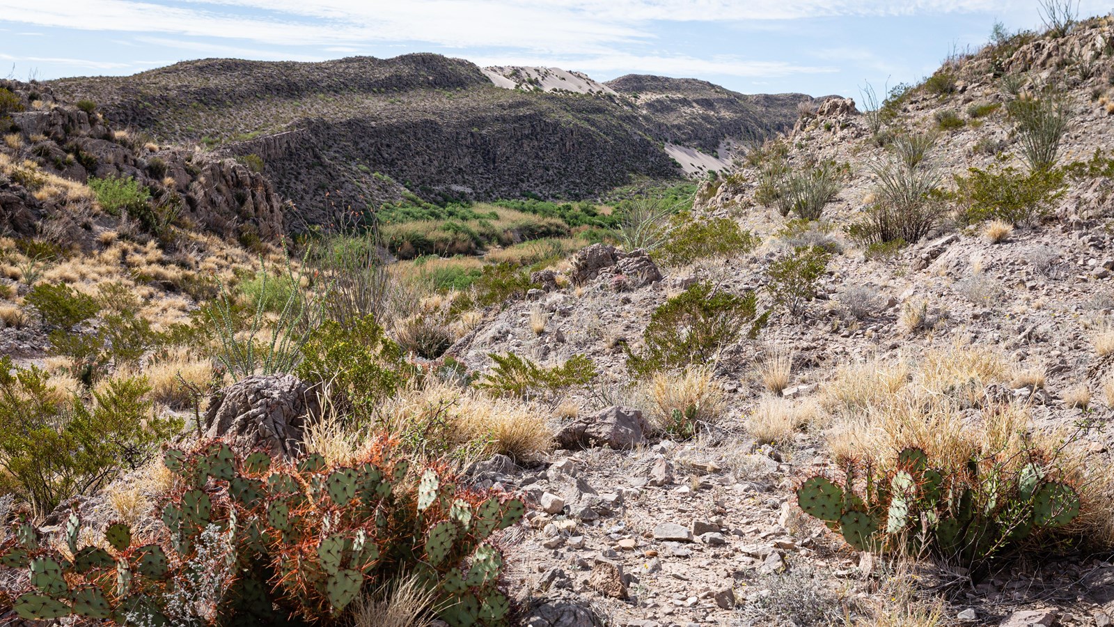 Prickly pear cactus, creosote bush, and ocotillo grow on side of a rocky slope.