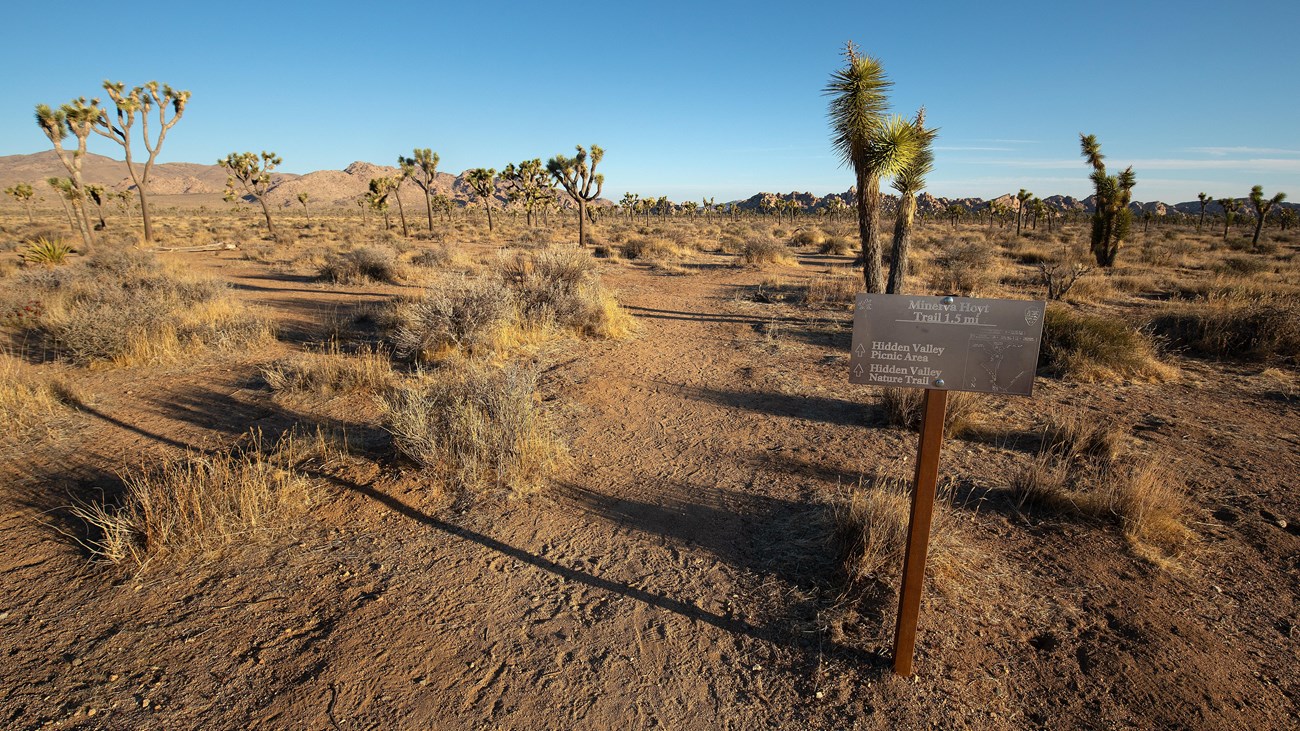 A trail leading through a valley of Joshua trees with mountains and rock formations in the distance.