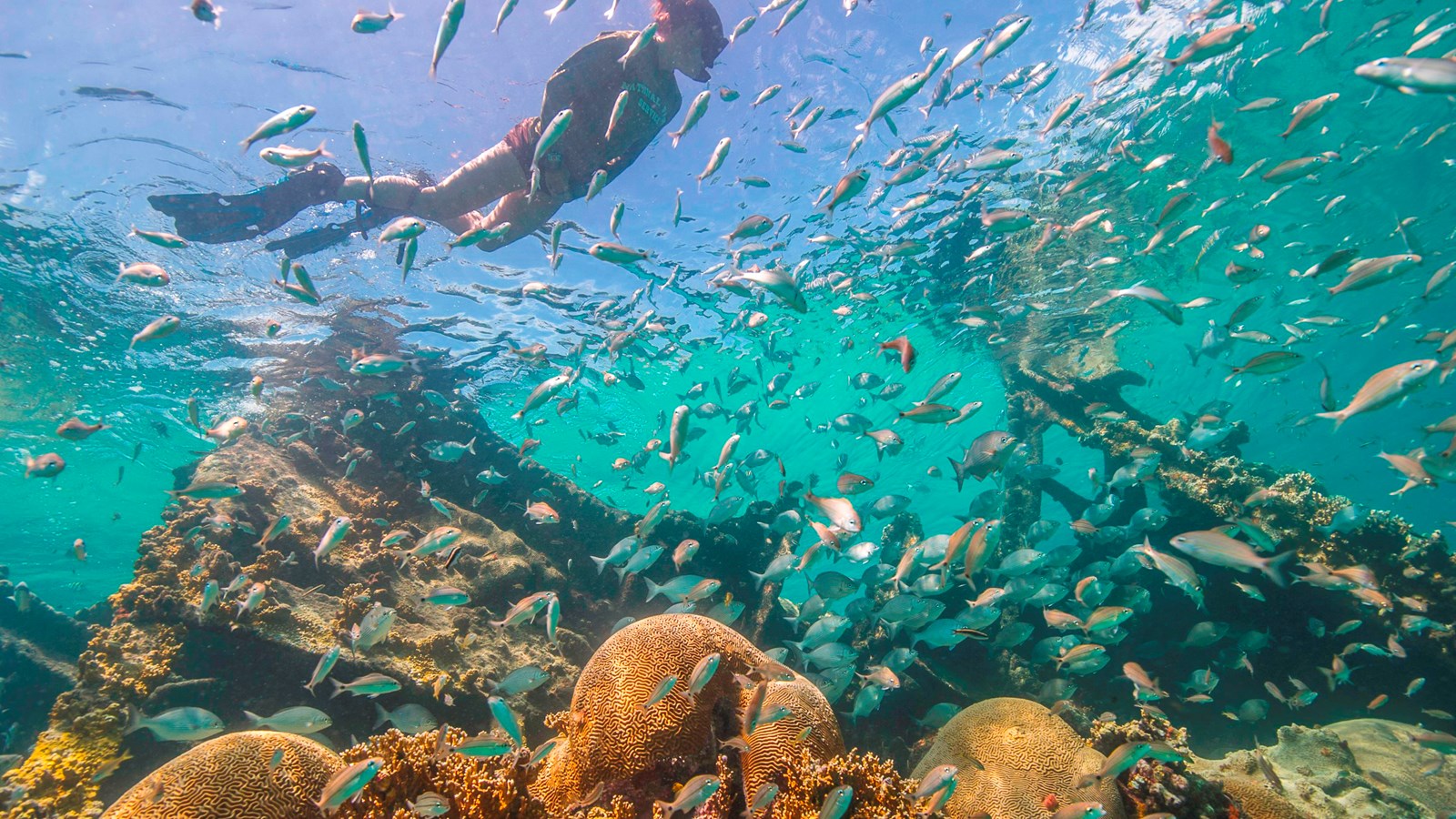 A school of fish crowd an artificial reef while a snorkeler floats on the surface of the water.