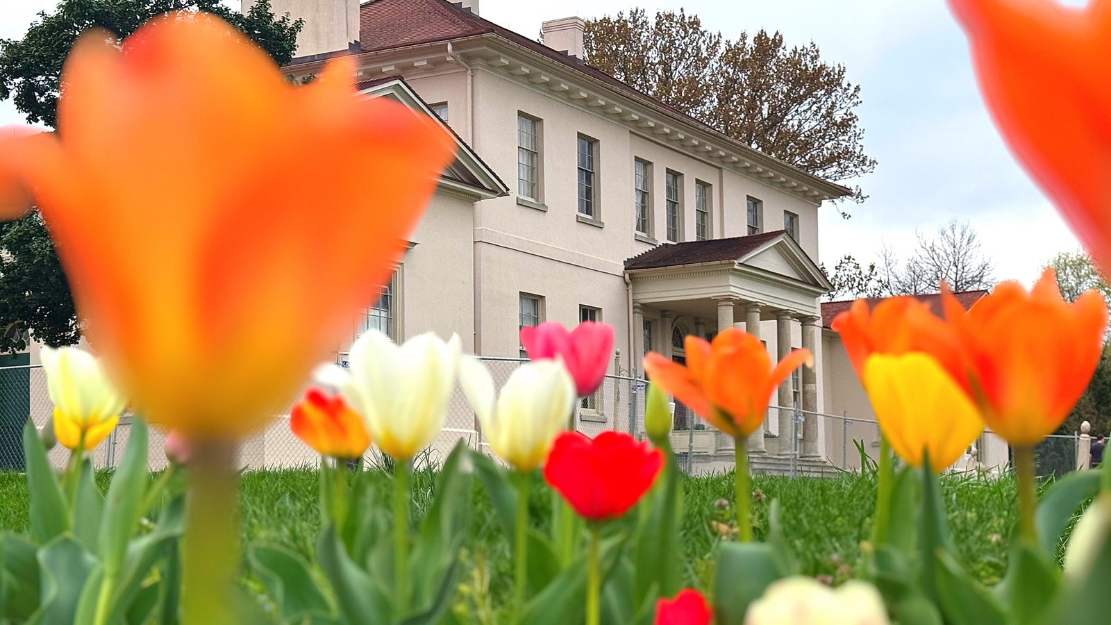 Historic building with a portico and colorful tulips in the foreground.