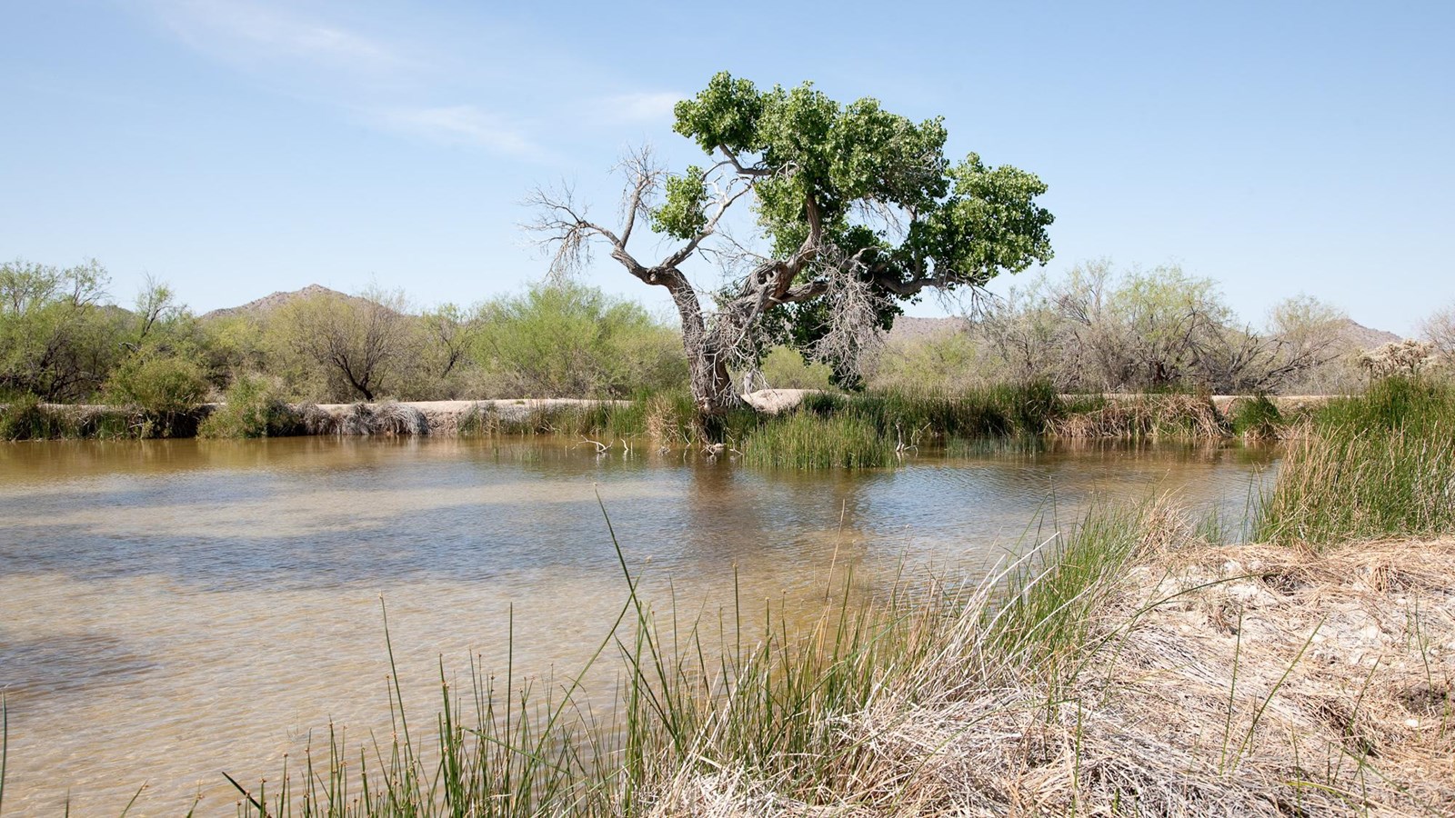 A shallow, brown pond surrounded by reeds and a large cottonwood tree.