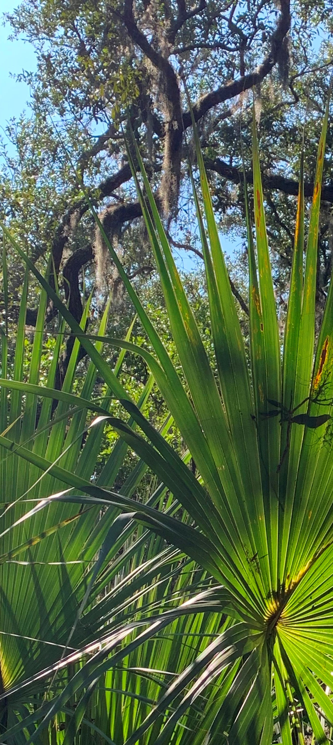 A big leaf fans out from a pointed leaf stem in dappled sun with trees behind