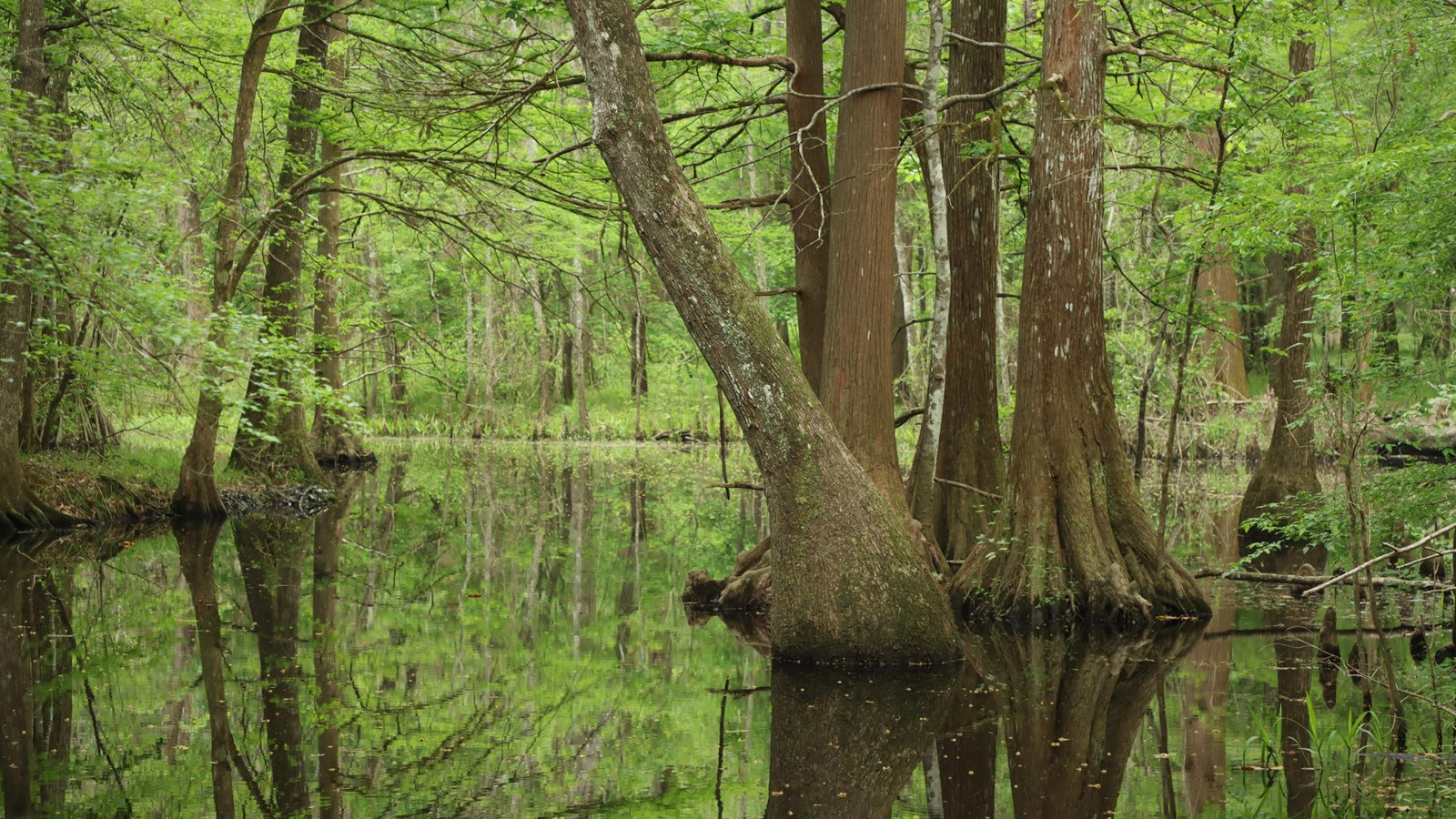 Tupelo and bald cypress trees standing in calm reflective water in spring.
