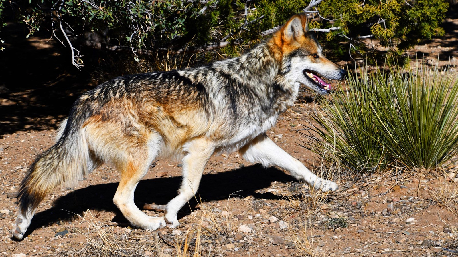 A Mexican wolf trots across a scrubby landscape
