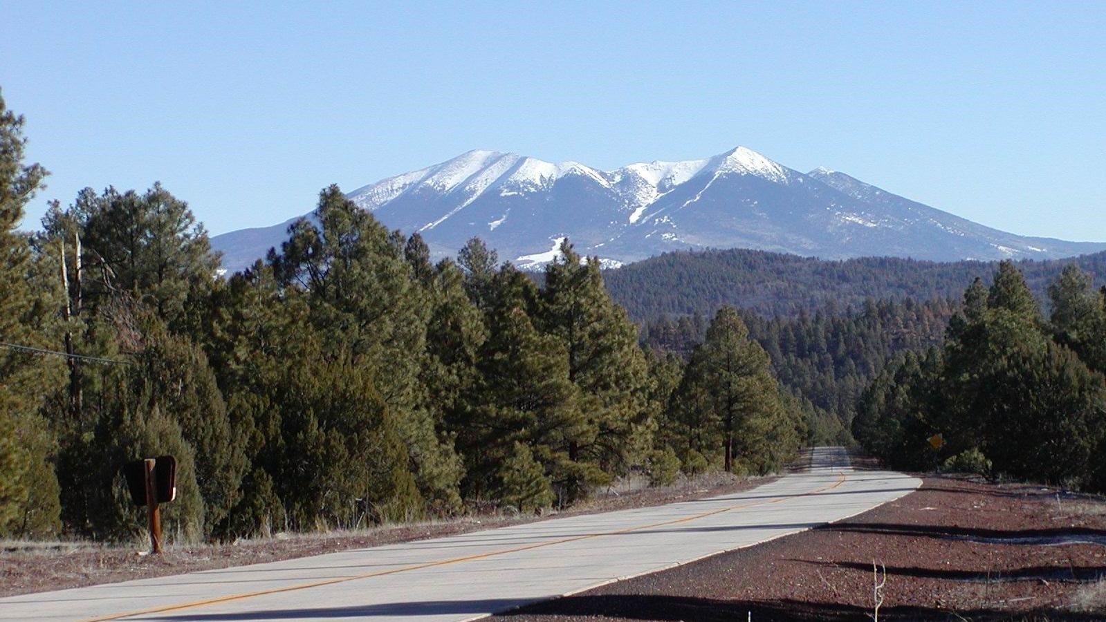 A paved road winds through a pine forest toward snow-capped mountains in the distance.