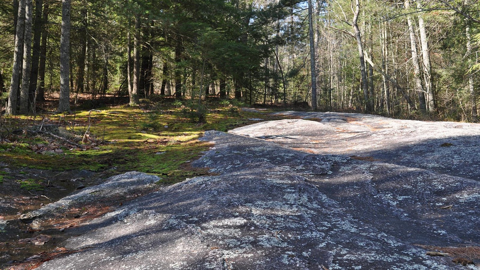 image of large flat exposed rock surface surrounded by forest