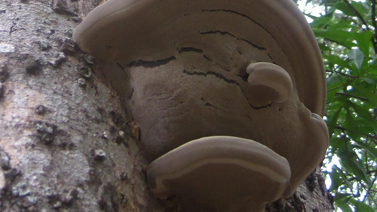 A fungus that looks like a human face with a hat and collar