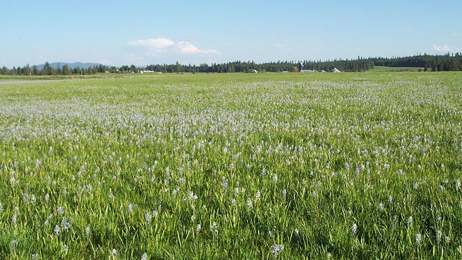 Photo of a sweeping green prairie edged by trees under a blue sky. Camas flowers are blooming.