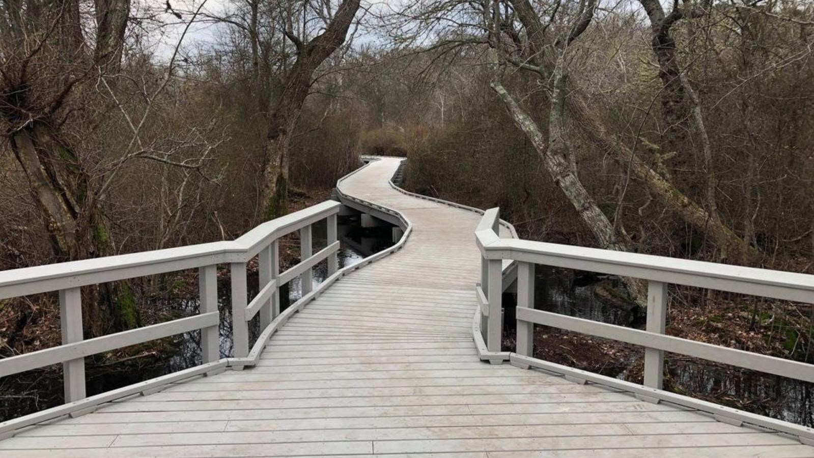 Boardwalk with railings surrounded by winter season trees at the swamp.