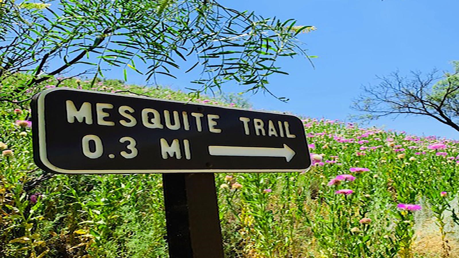 Trailhead of the Mesquite Trail.  The trail is .3 miles.  There are mequite trees along the trail. 