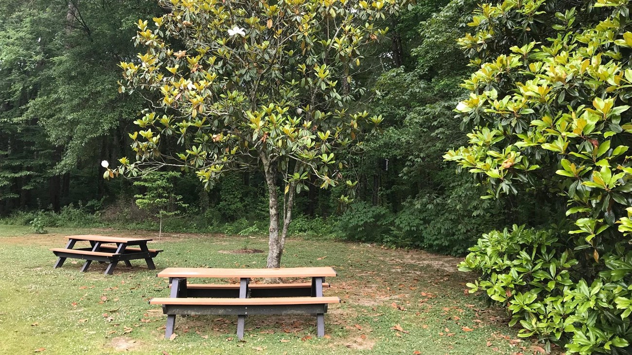 Two picnic tables under a magnolia tree