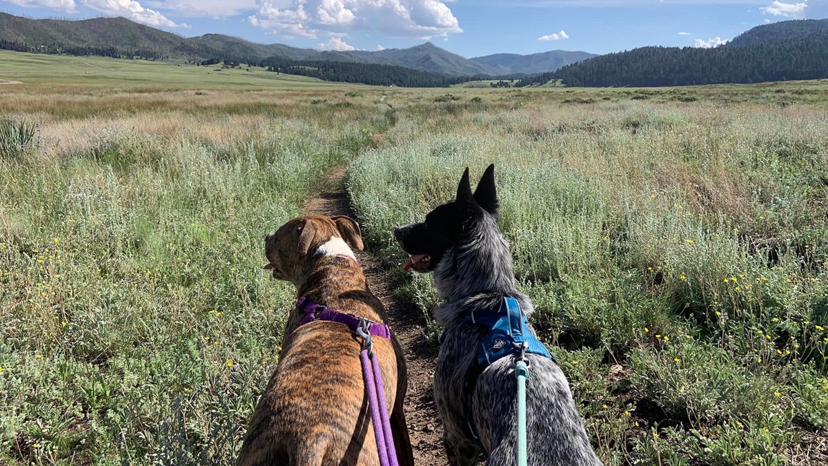 Two leashed dogs walk side-by-side in front of us on a narrow trail in a large grassland valley