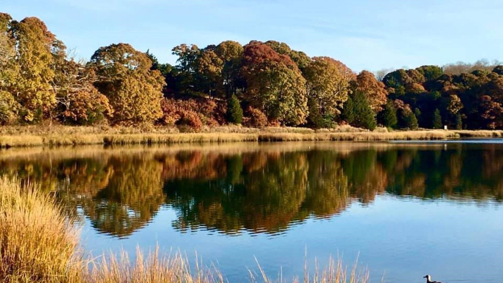 Salt Pond with trees reflecting in the pond. A duck swims across the water.