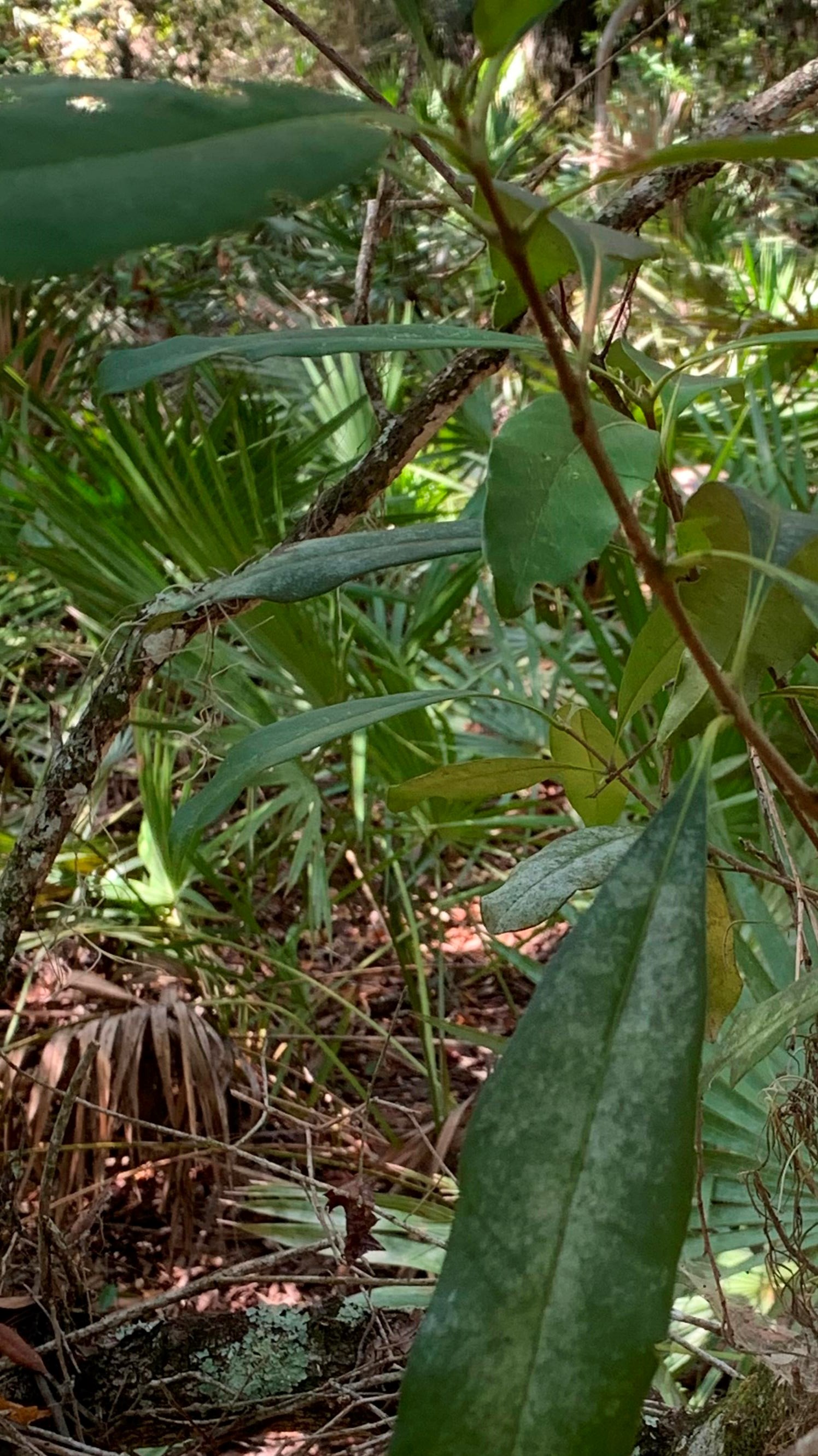 A branch with elongate evergreen leaves hangs toward the viewer