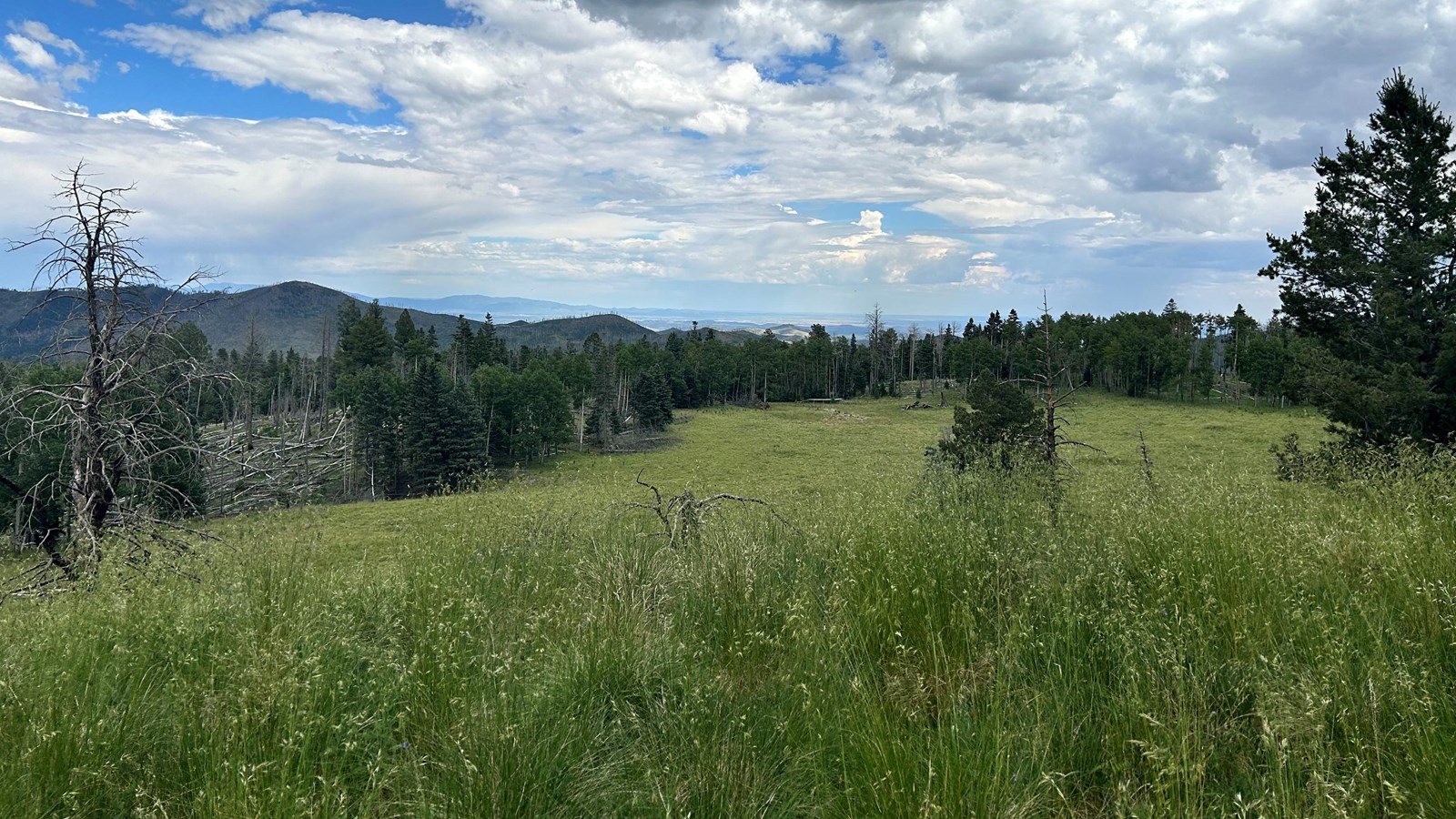 Looking across a mountain meadow.