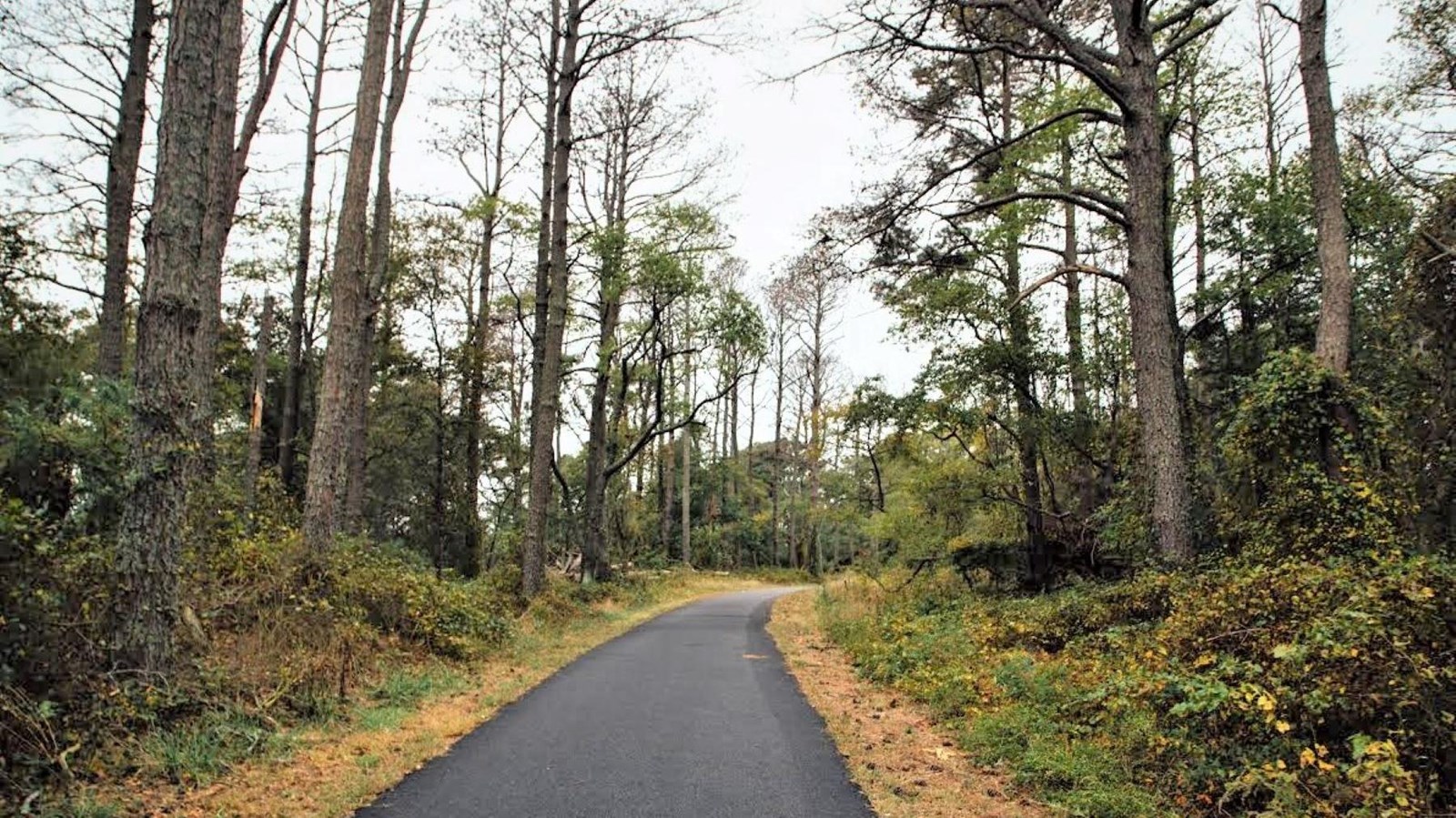 A view of the Woodland trail through the loblolly pine forest