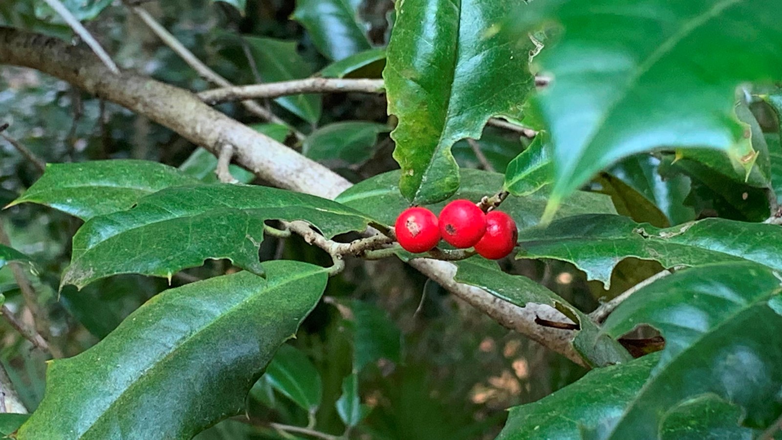 Three bright red berries sit amidst the pointed leaves of a holly branch