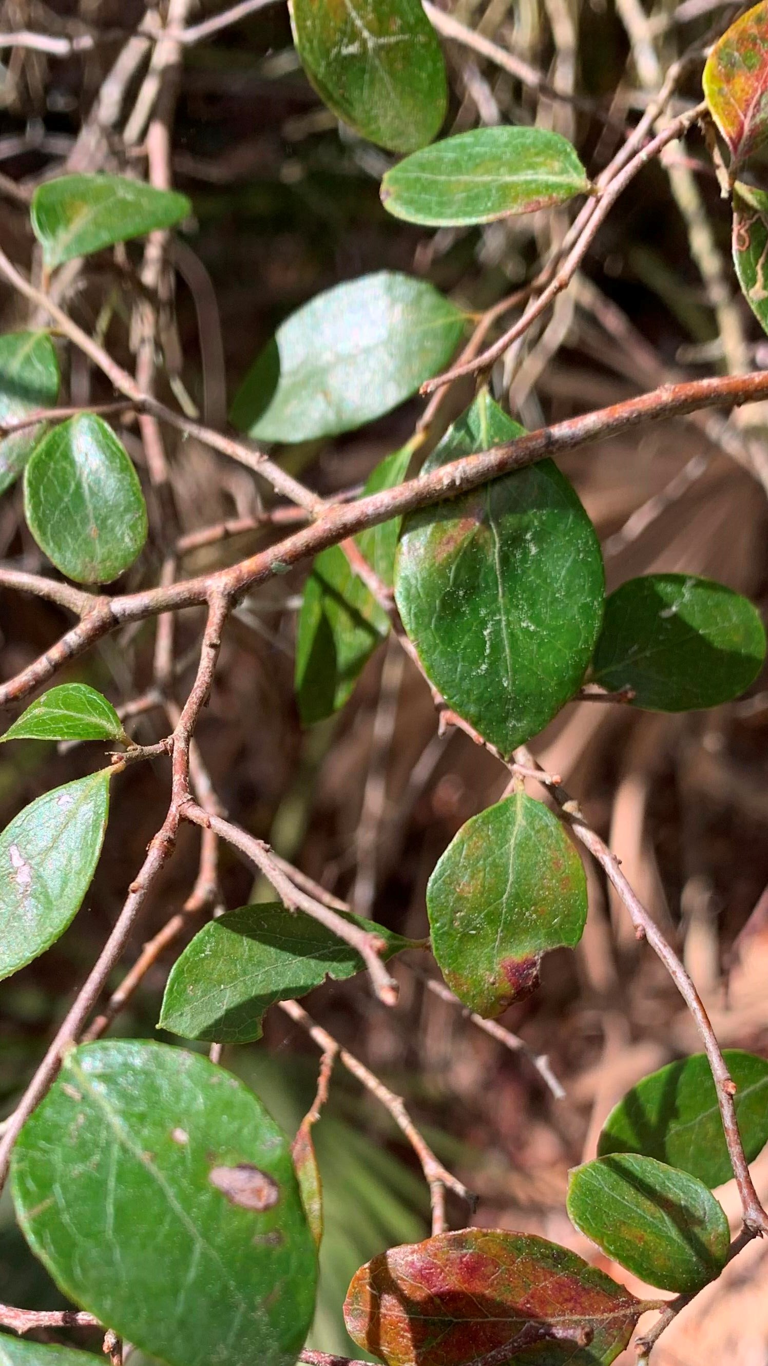 Oval shaped leaves hang off a brown twig hanging over dead leaves on the ground