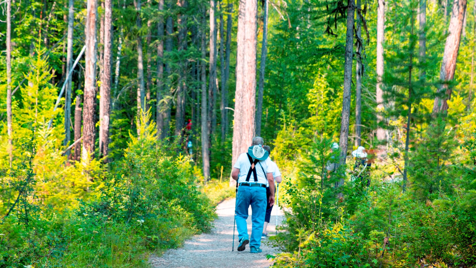 Hikers on a flat gravel trail, surrounded by conifer forest.