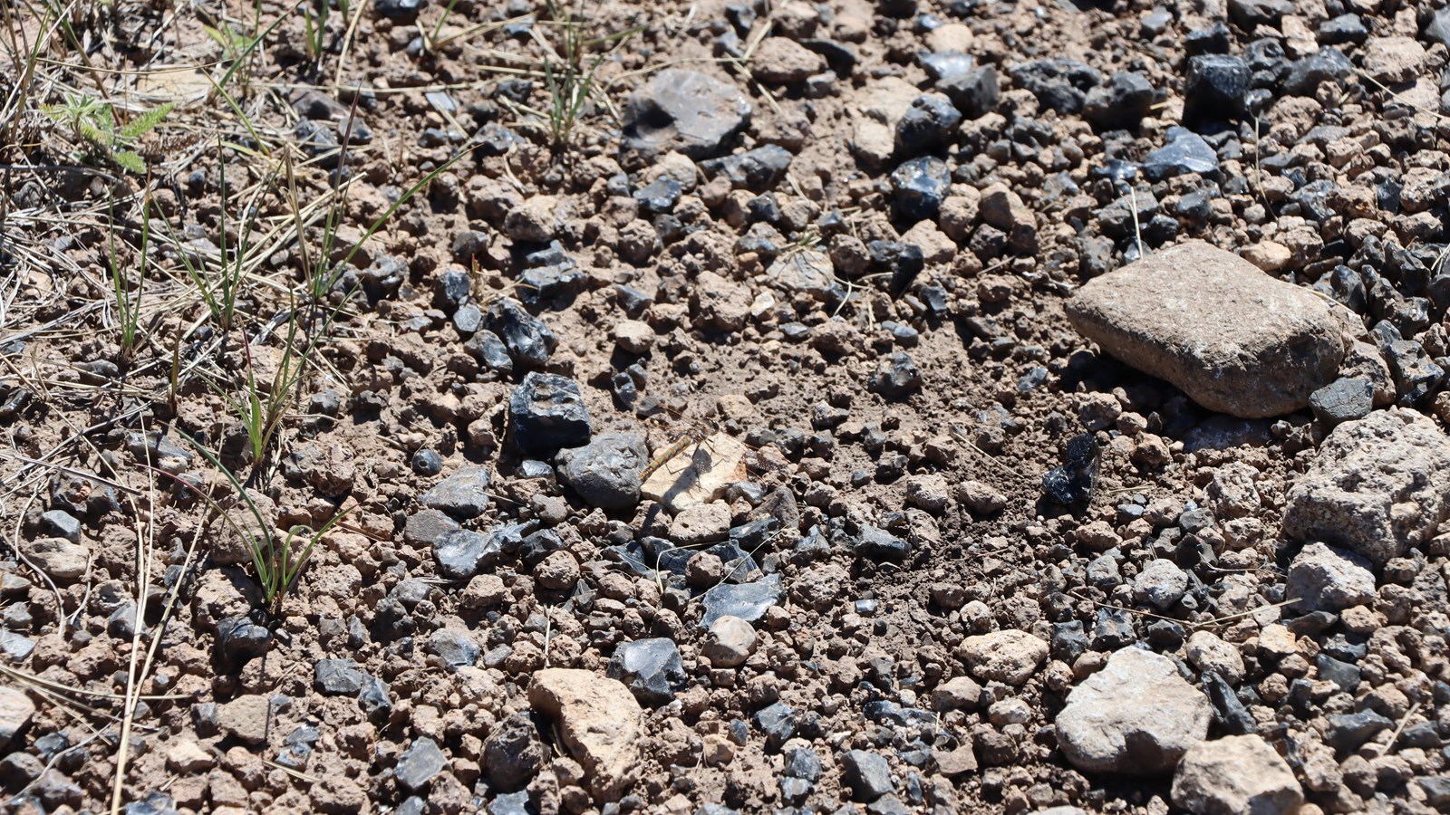 Scattered pieces of obsidian, or black volcanic glass, mixed in with other rocks and soil.