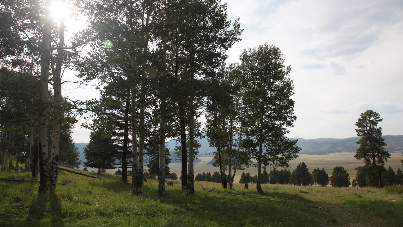 Looking past a grove of aspen trees into a wide valley below