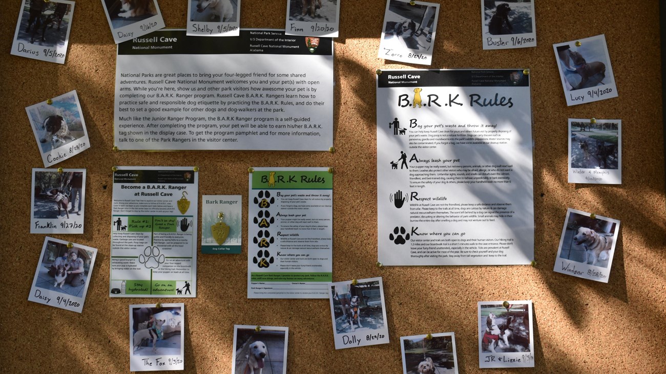 A corkboard with several photos of dogs pinned up. 