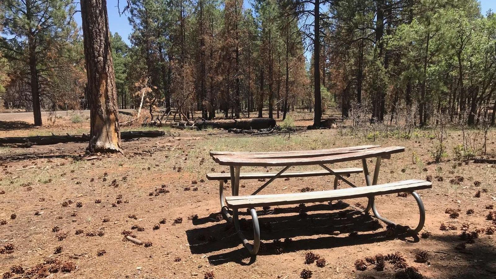 A weathered picnic table sits in a sunny spot within a forest of tall pine trees.