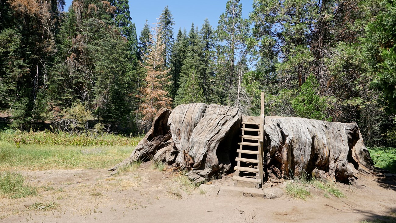 A stump of a large sequoia tree with a ladder attached to it.