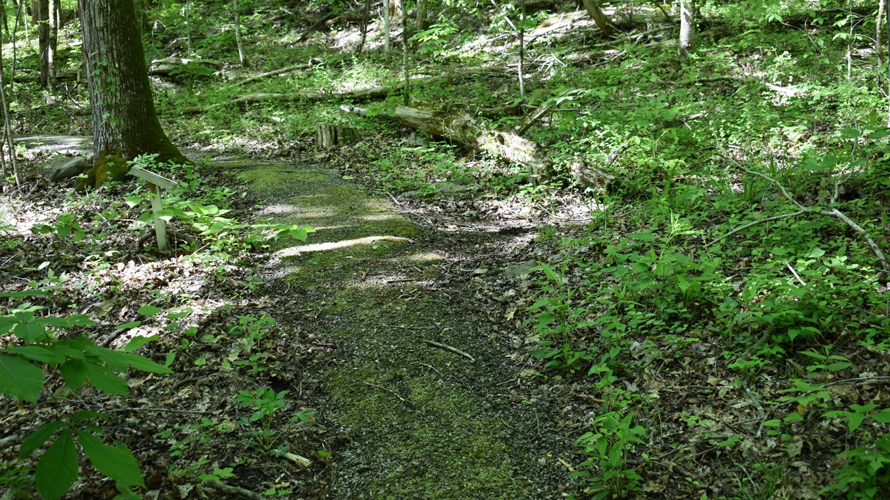 An asphalt trail meanders through a lush, green forest