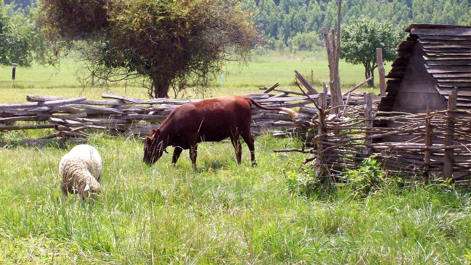 A white sheep and brown cow graze on long green grass. They are surrounded by an old wooden fence.