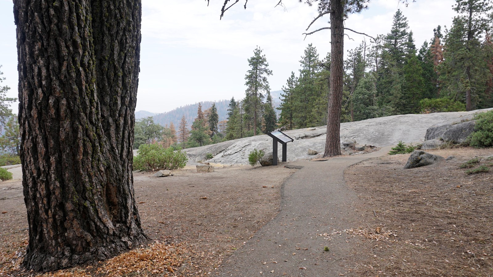 A large tree stands in the left foreground beside it is an asphalt path leading to a  granite rock