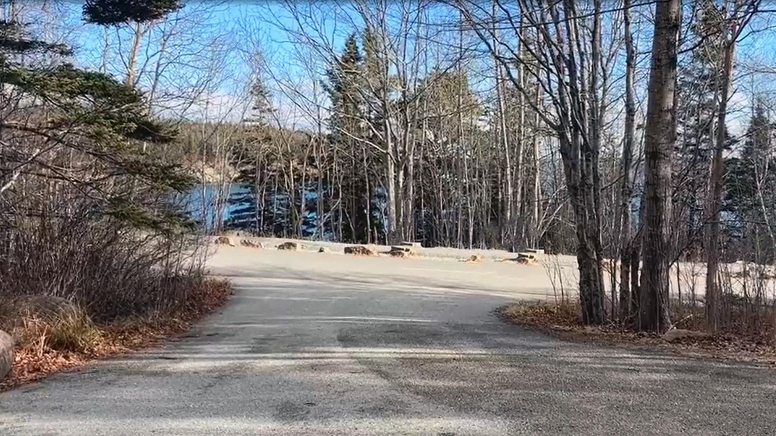 Asphalt parking lot separated from a roadway by a row of dense trees